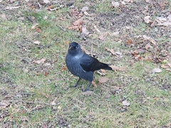 Corvus monedula