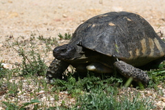 Testudo marginata