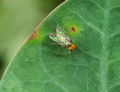 Diptera