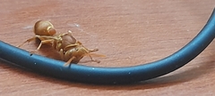 Ropalidia marginata