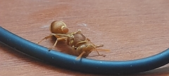 Ropalidia marginata