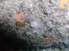 Aplidium ocellatum