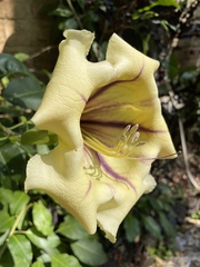 Solandra maxima