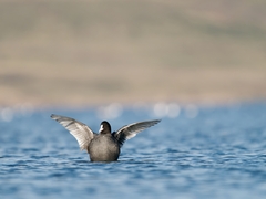 Fulica atra