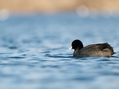 Fulica atra