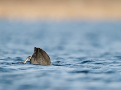 Fulica atra