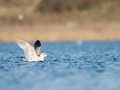 Larus canus