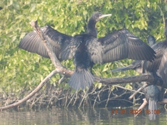 Phalacrocorax fuscicollis