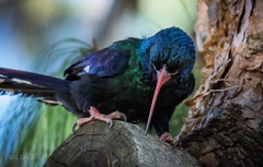 Phoeniculus purpureus