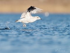 Larus canus