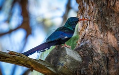 Phoeniculus purpureus