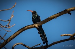 Phoeniculus purpureus