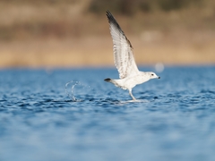 Larus canus