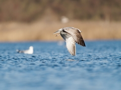 Larus canus