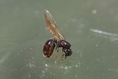 Pheidole aberrans