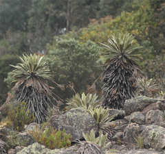 Espeletia corymbosa