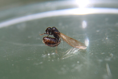 Pheidole aberrans