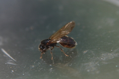 Pheidole aberrans