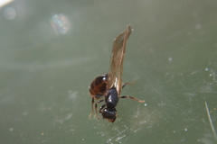 Pheidole aberrans