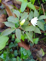 Anemonoides trifolia