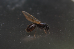 Pheidole aberrans