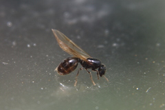 Pheidole aberrans