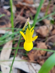 Narcissus triandrus