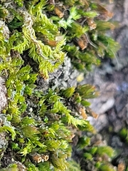 Nyholmiella obtusifolia