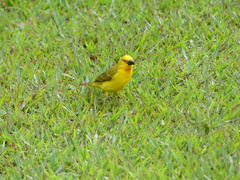 Ploceus xanthops