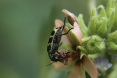 Astylus atromaculatus