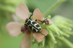 Astylus atromaculatus