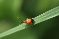 Neolema dorsalis