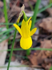 Narcissus triandrus