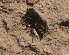Eristalinus