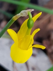 Narcissus triandrus