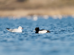 Aythya fuligula