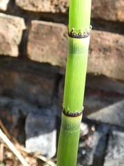 Equisetum hyemale
