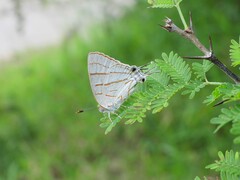 Hemiolaus caeculus