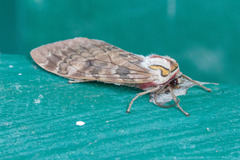 Amastus flavicauda