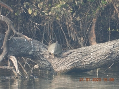 Melanochelys trijuga