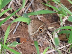Brakefieldia perspicua