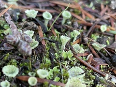 Cladonia fimbriata