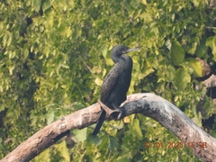 Phalacrocorax fuscicollis