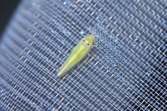 Zygina nivea
