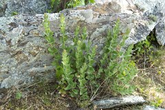 Chromolaena hirsuta