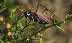 Scaphura elegans