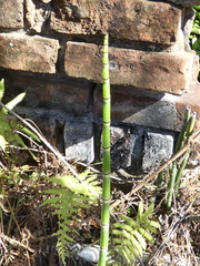 Equisetum hyemale