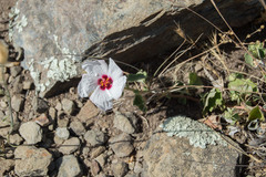 Pavonia cymbalaria