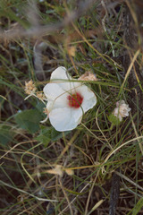 Pavonia glechomoides