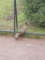 Sciurus vulgaris